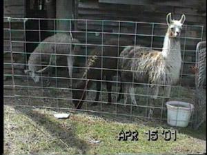 Do-little llamas.jpg (34617 bytes)