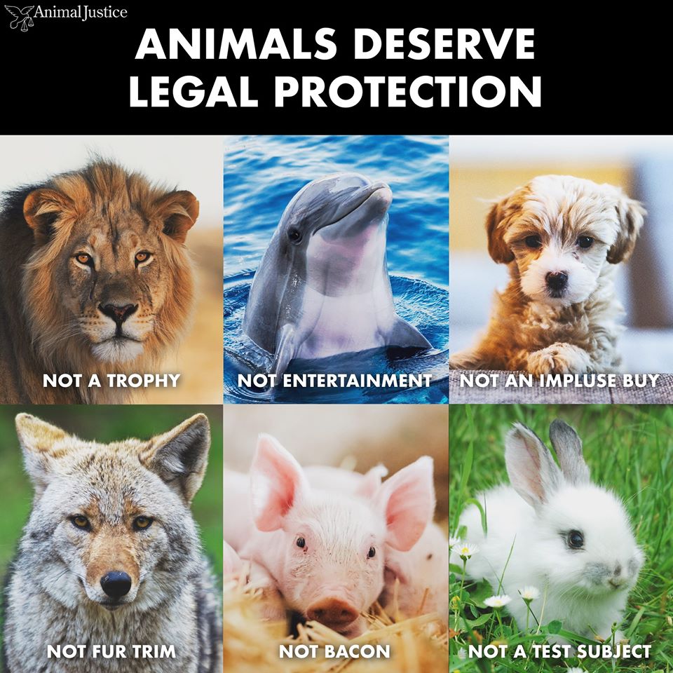 Animal Rights Quotes Animal Rights Quotes