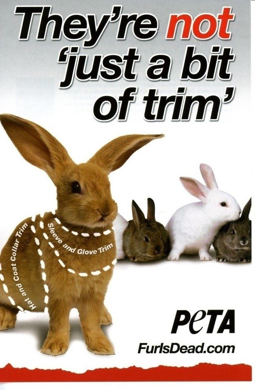 rabbit breed poster